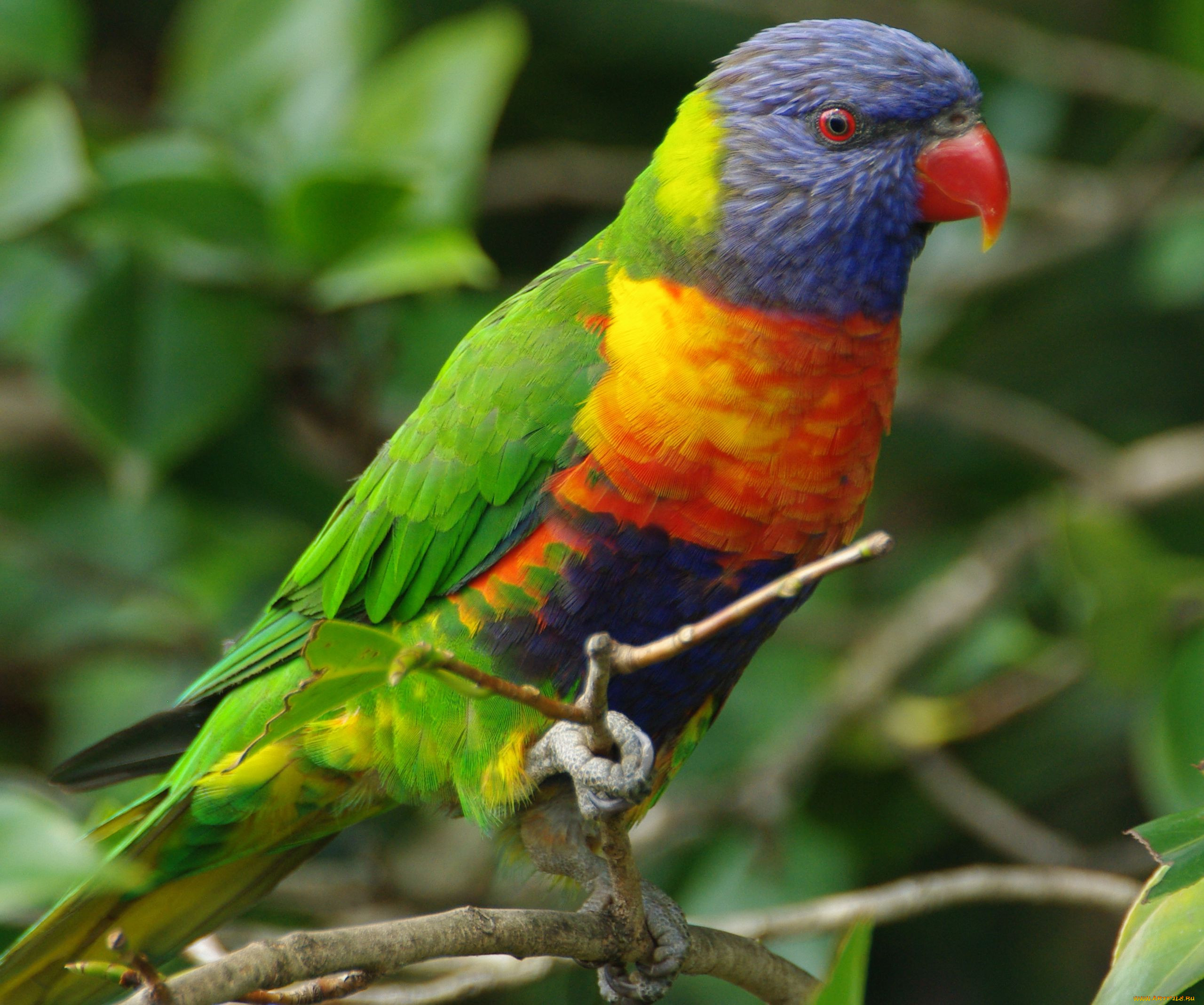 , , rainbow, lorikeet